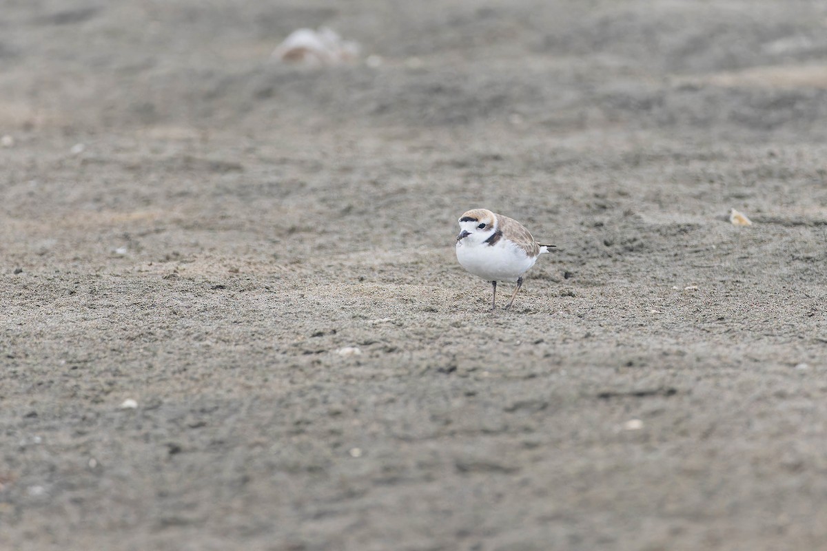 Snowy Plover - ML622109971