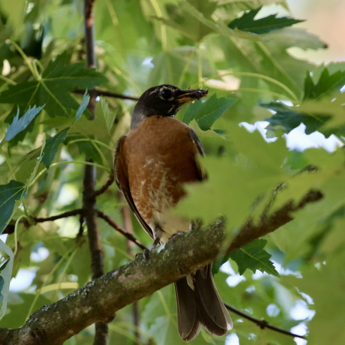 American Robin - ML622109972