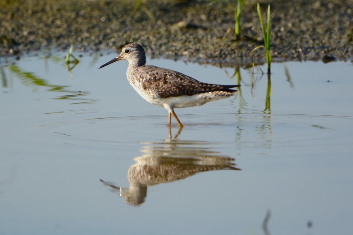 Lesser Yellowlegs - ML622109974