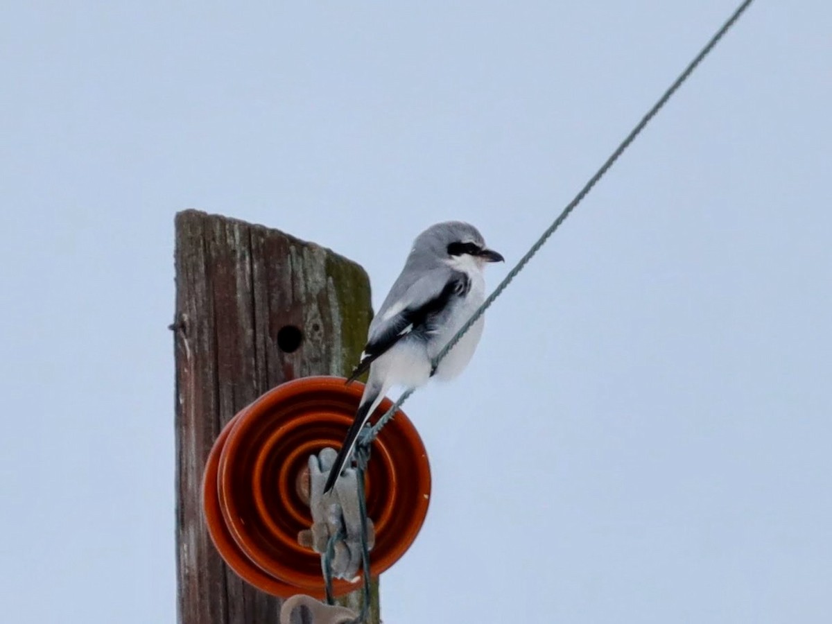 Northern Shrike - ML622109975