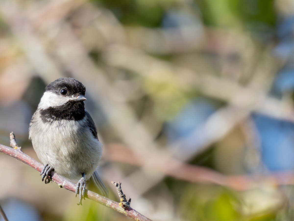 Black-capped Chickadee - ML622109976