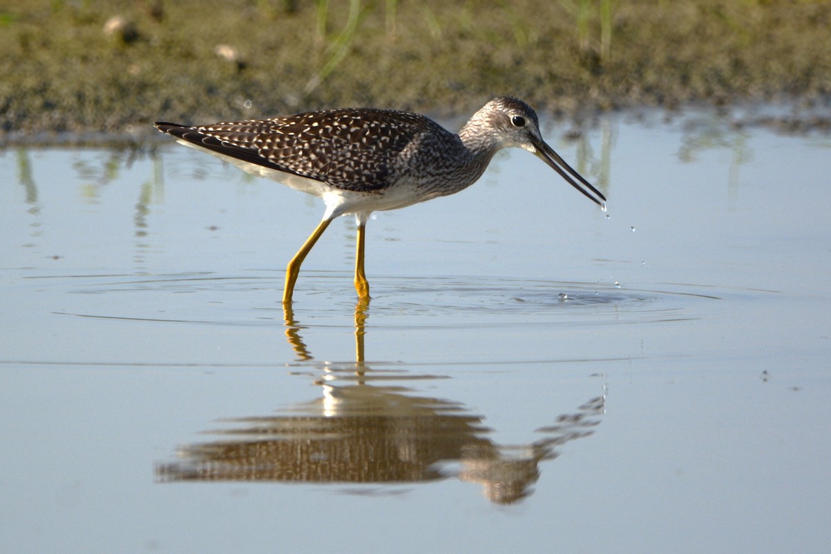 Greater Yellowlegs - ML622109977