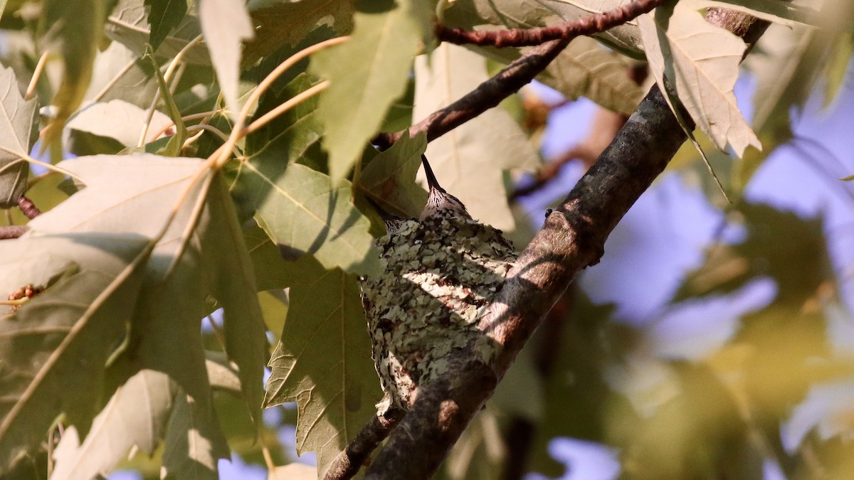 Ruby-throated Hummingbird - ML622109979