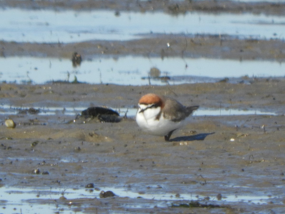Red-capped Plover - ML622109981