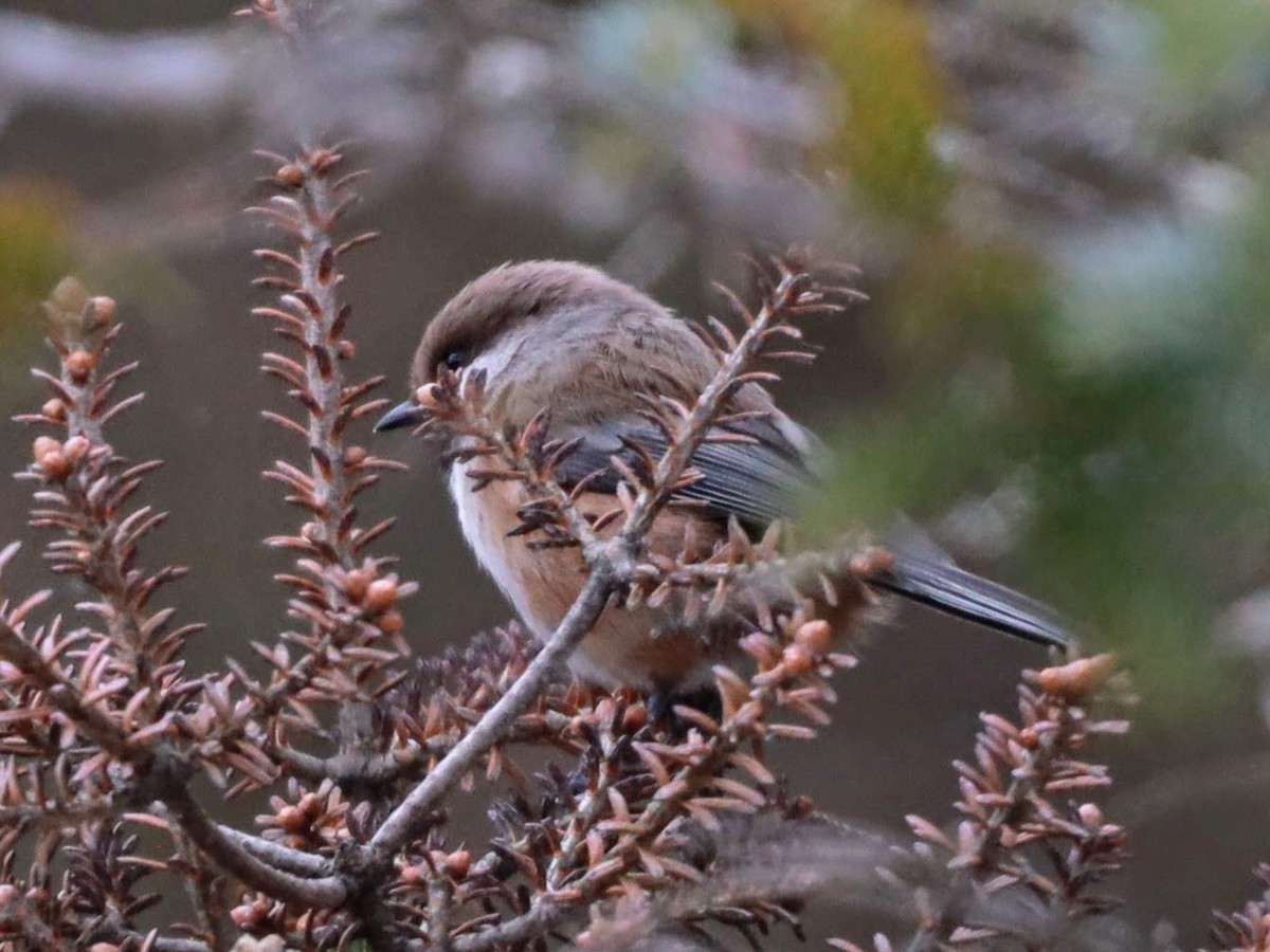 Boreal Chickadee - ML622109982