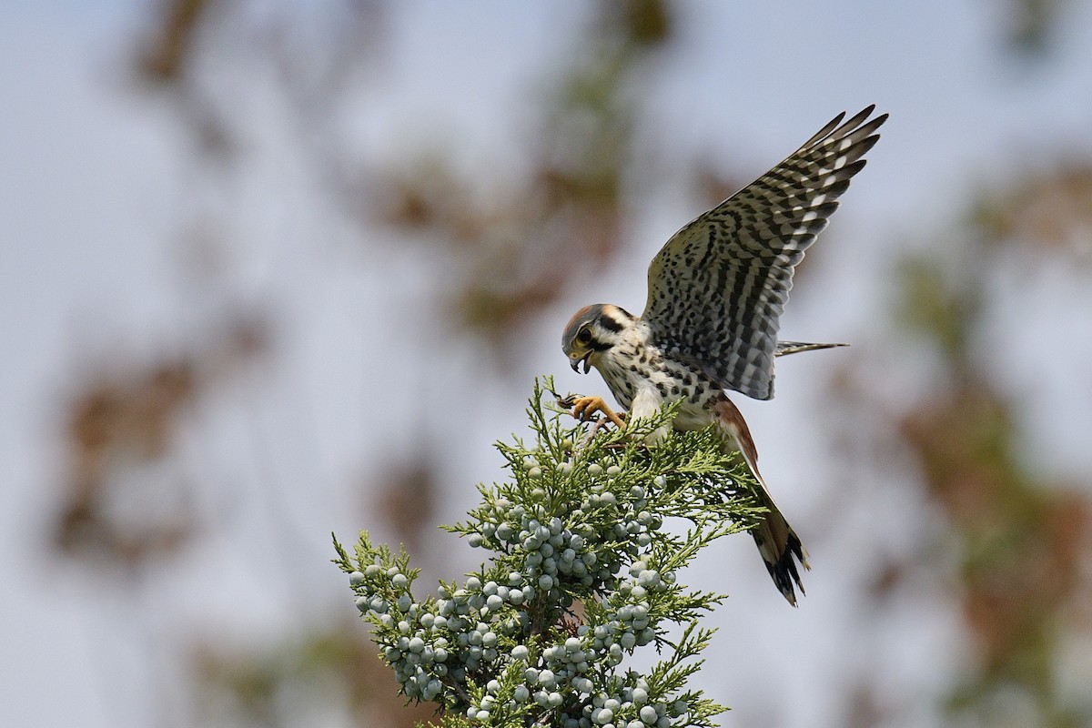 American Kestrel - ML622109983