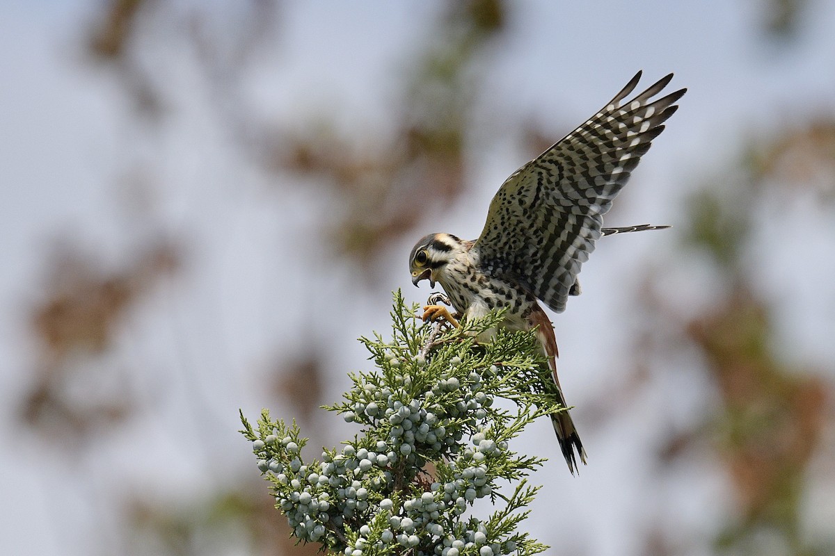 American Kestrel - Jackie Elmore