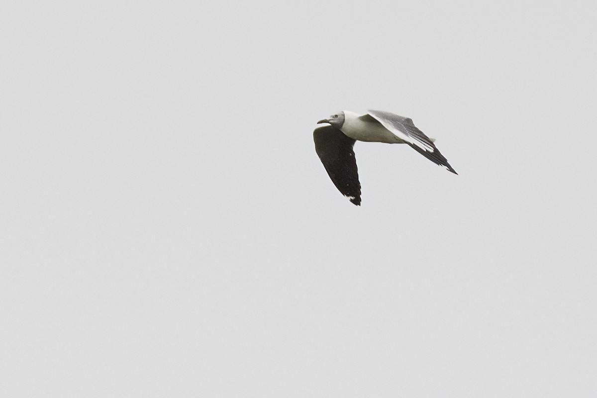 Gray-hooded Gull - ML622109985