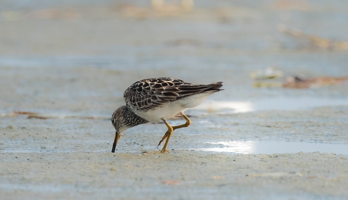 Graubrust-Strandläufer - ML622109986