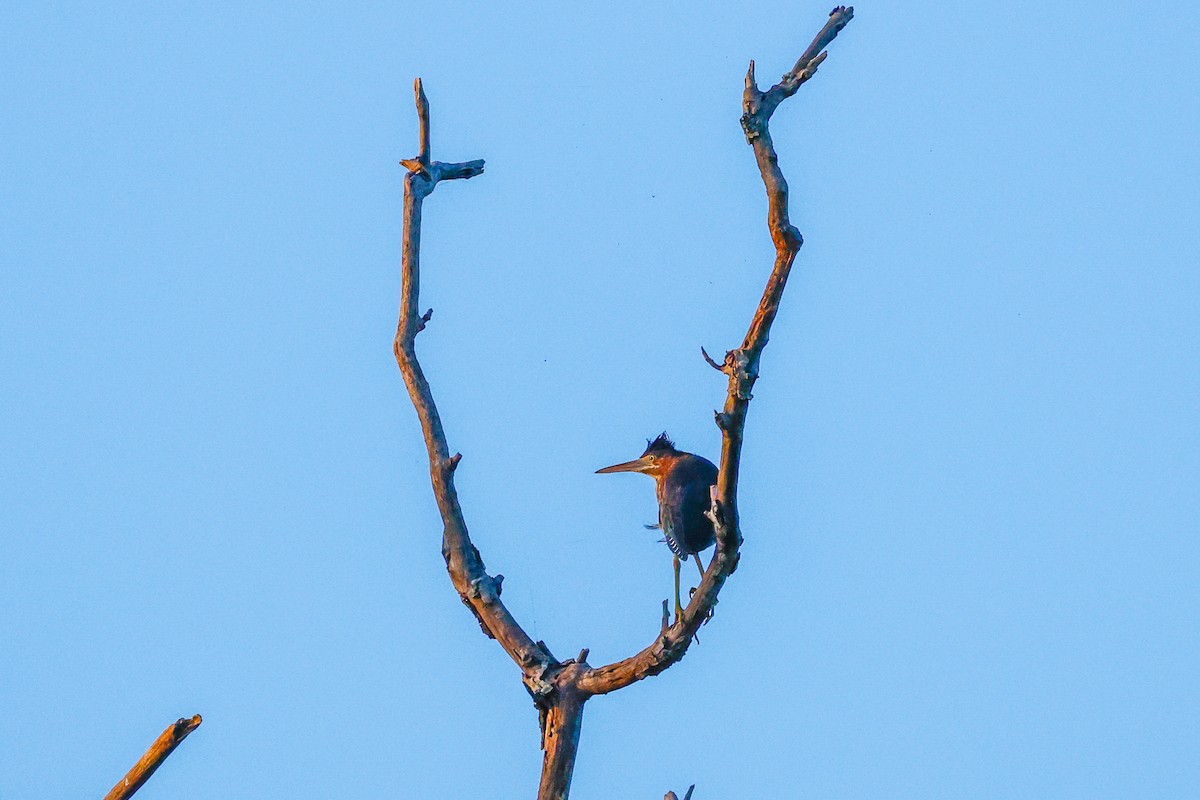 Green Heron - Kathy McFarlen