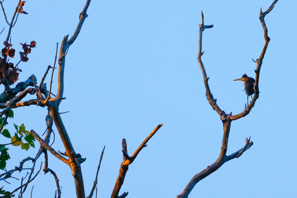 Green Heron - ML622109989