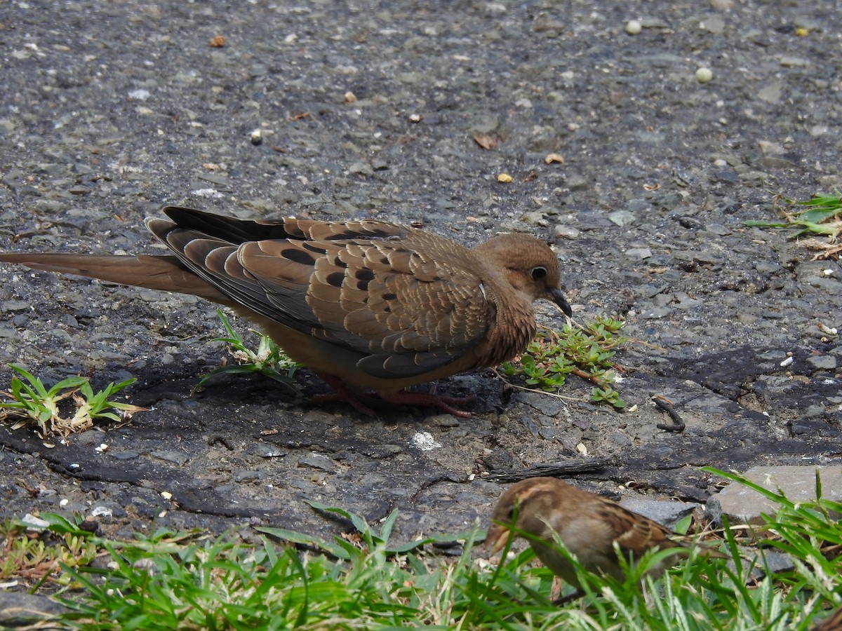 Mourning Dove - ML622110046