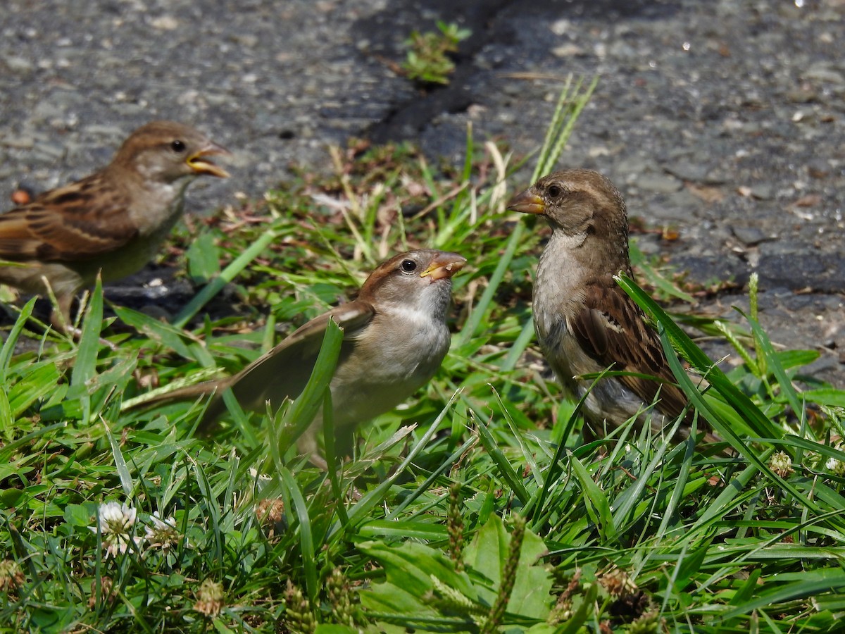 House Sparrow - ML622110051