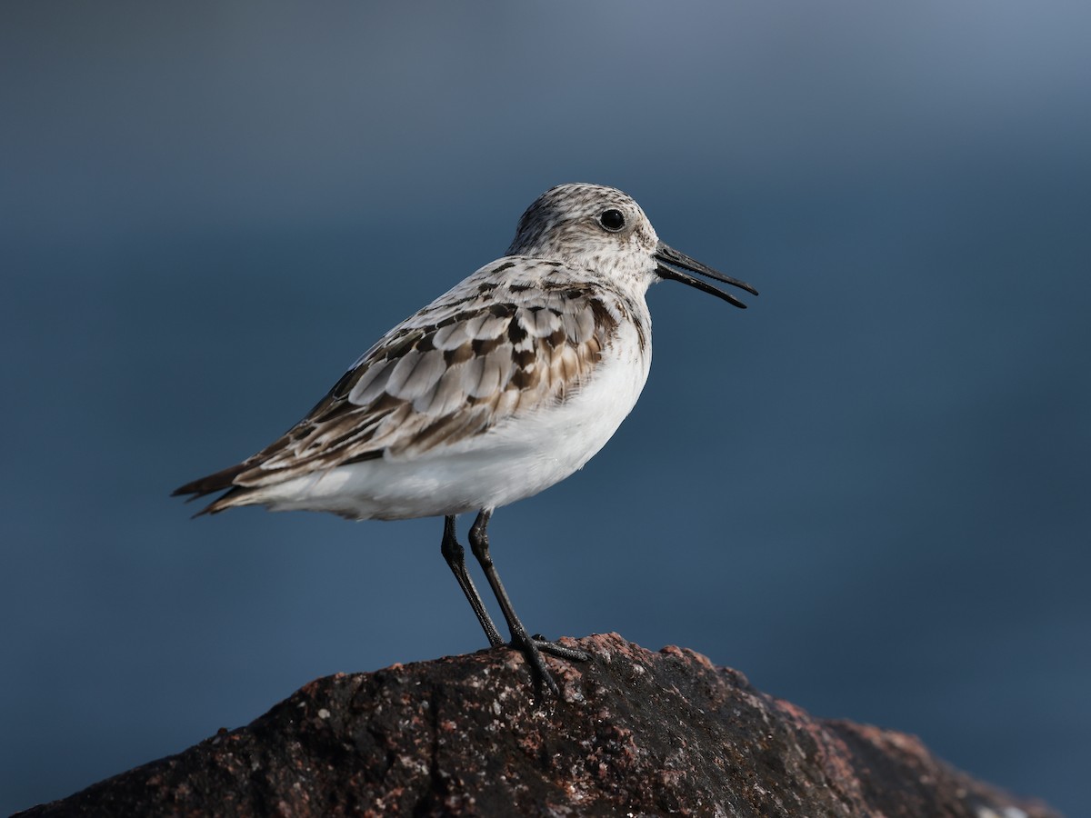 Sanderling - Braden Ribbens