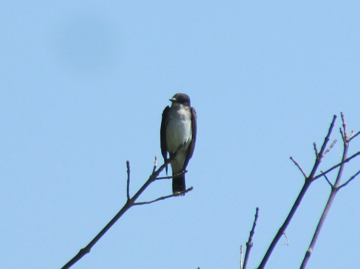 Eastern Kingbird - ML62211011