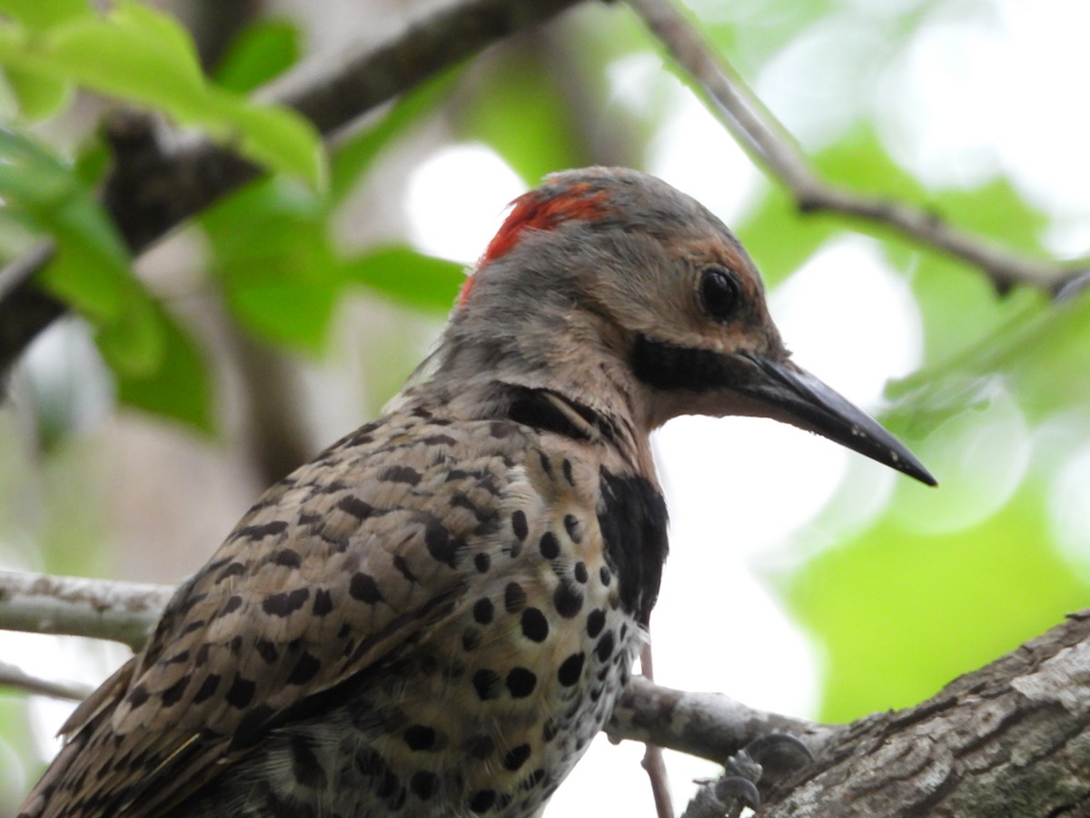 Northern Flicker - ML622110136