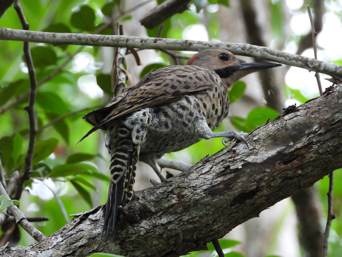 Northern Flicker - ML622110137