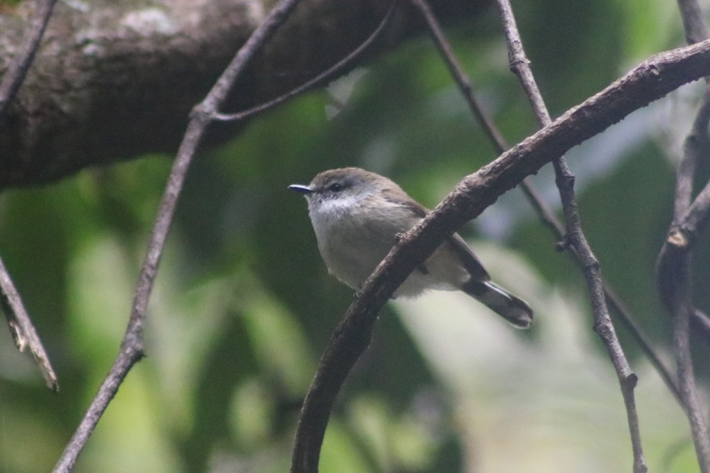 Ріроріро бурий - ML622110144