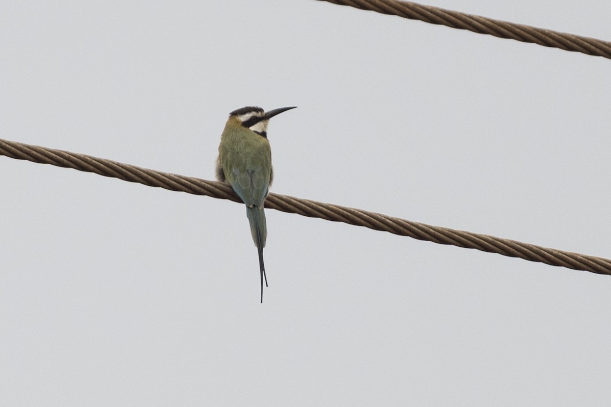 White-throated Bee-eater - ML622110149