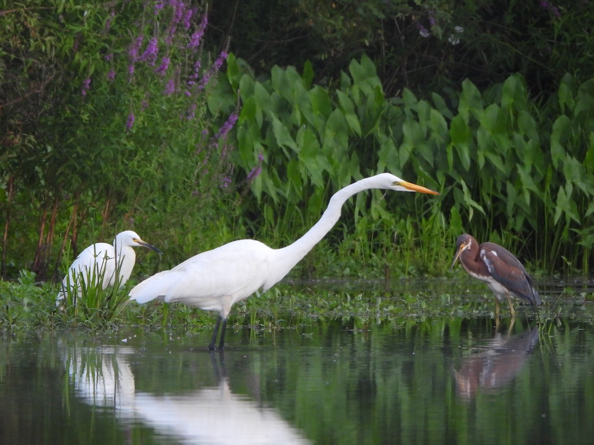 Tricolored Heron - ML622110169