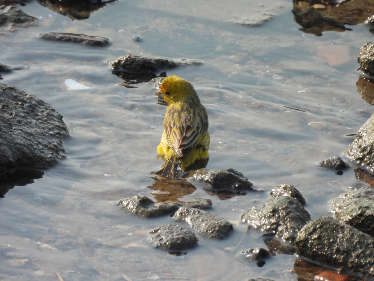 Saffron Finch - ML622110177