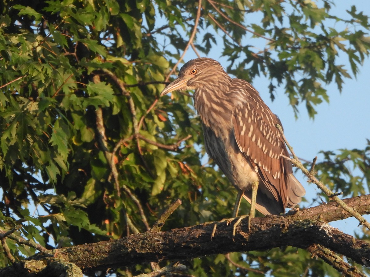 Black-crowned Night Heron - ML622110201