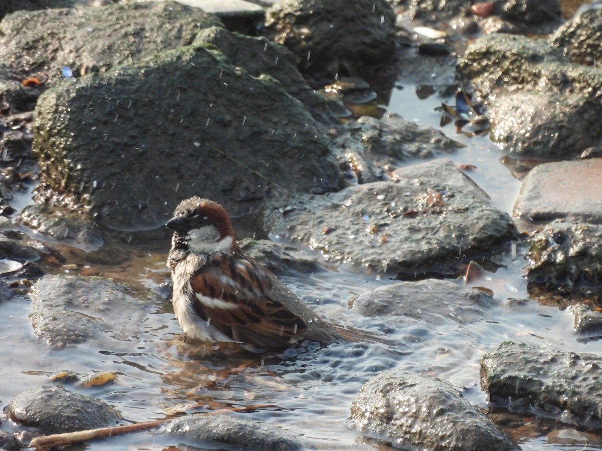 House Sparrow - ML622110203