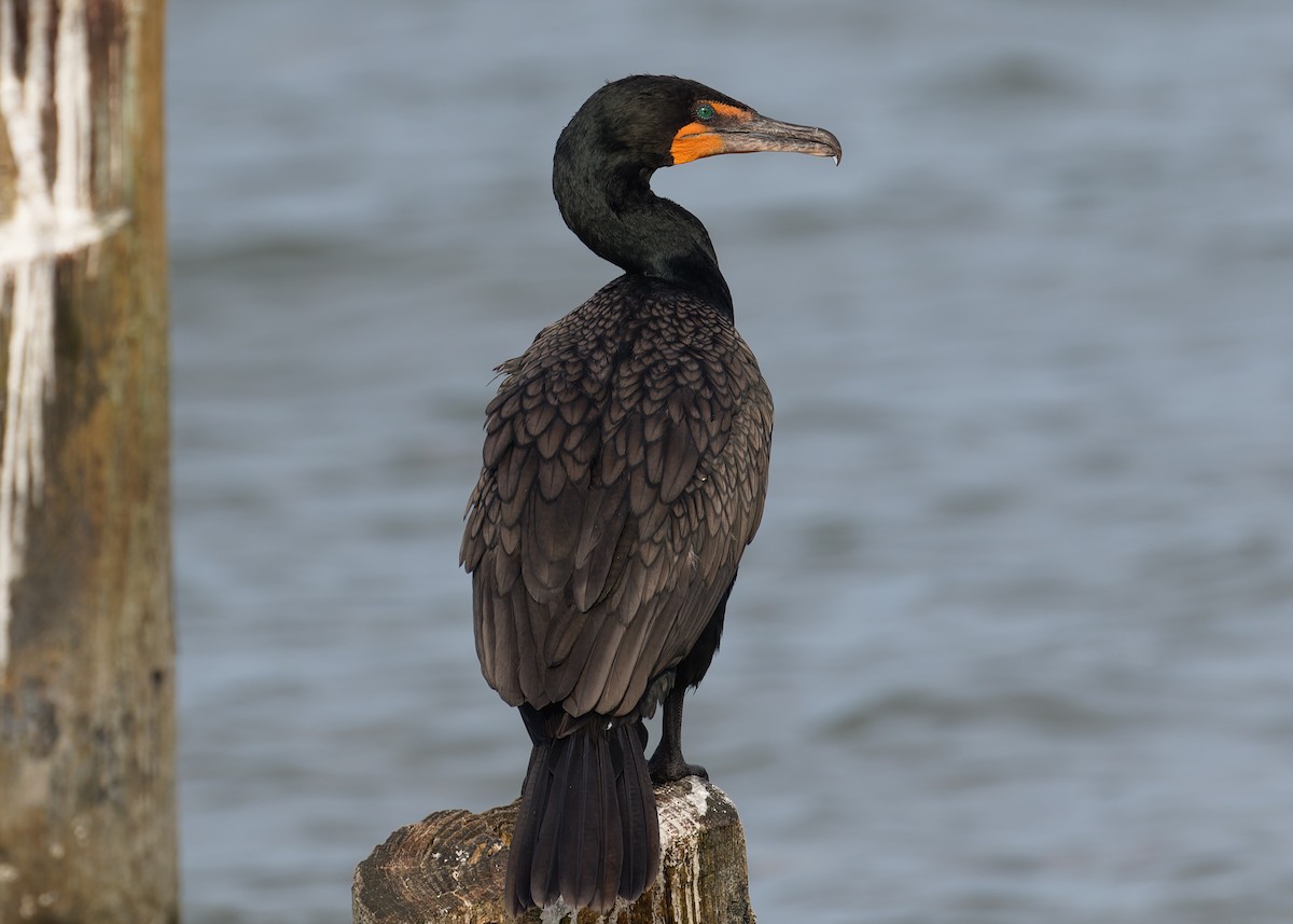 Double-crested Cormorant - ML622110225