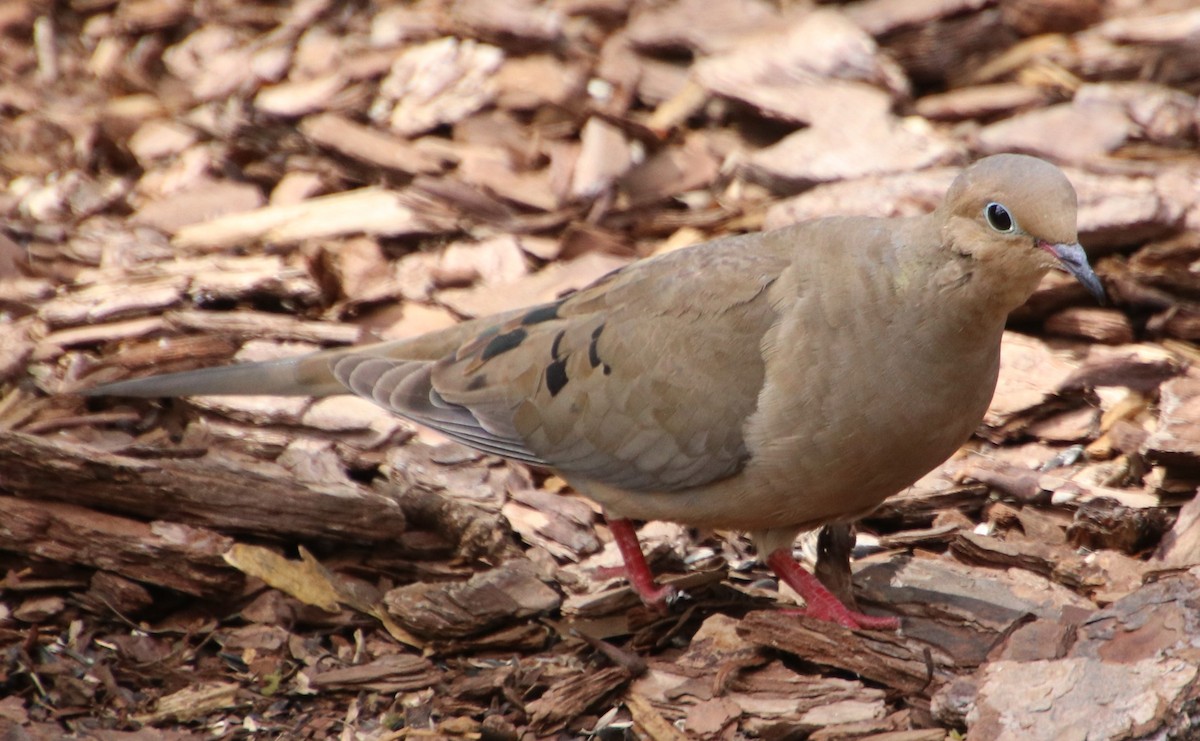 Mourning Dove - Betty Thomas