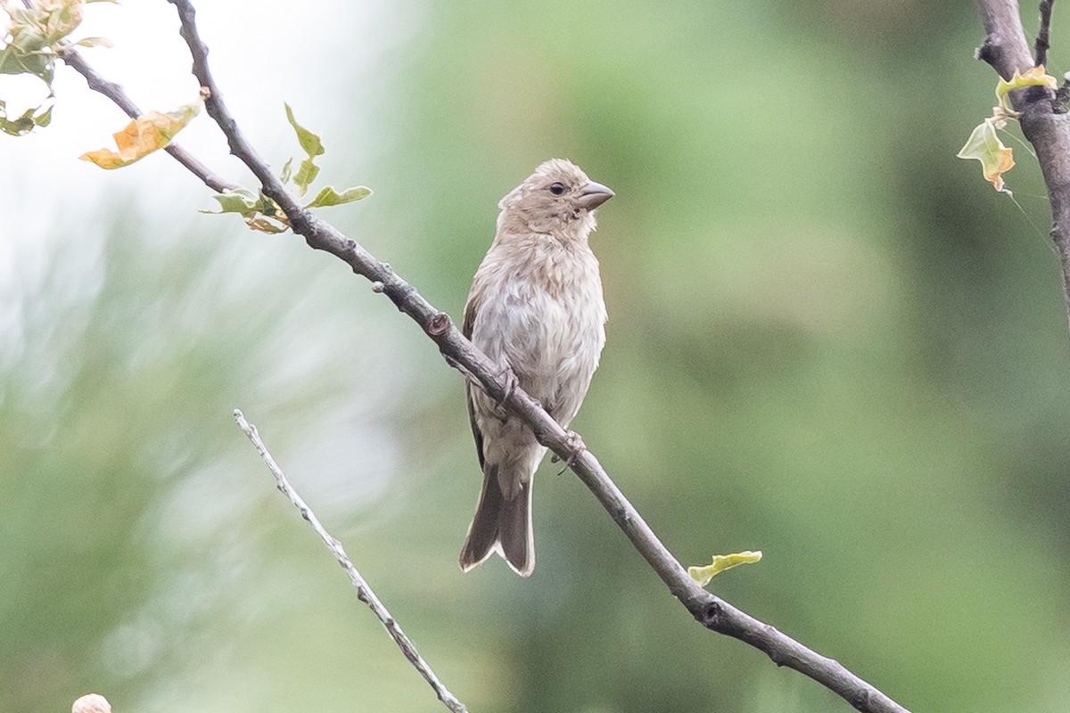 Purple Finch (Western) - ML622110234