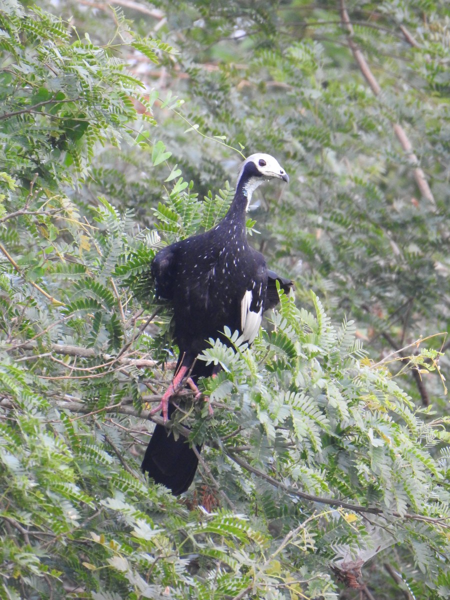 Blue-throated/White-throated Piping-Guan - ML622110236