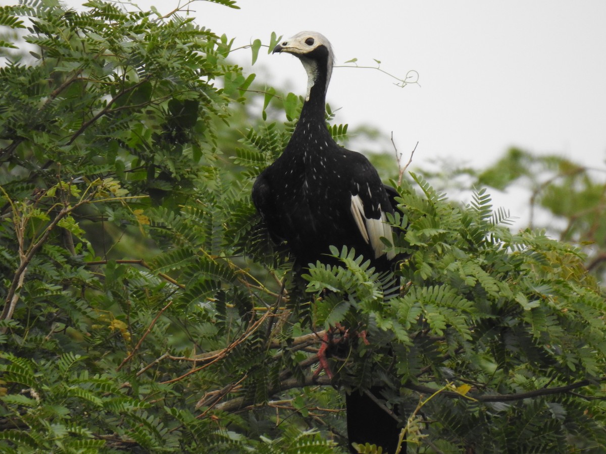 Blue-throated/White-throated Piping-Guan - ML622110237