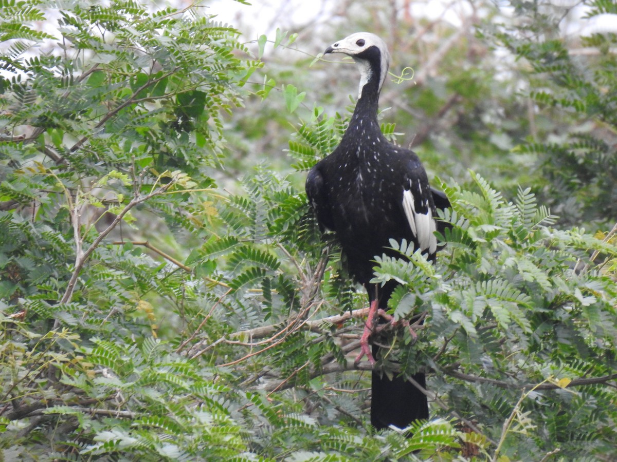 Blue-throated/White-throated Piping-Guan - ML622110239