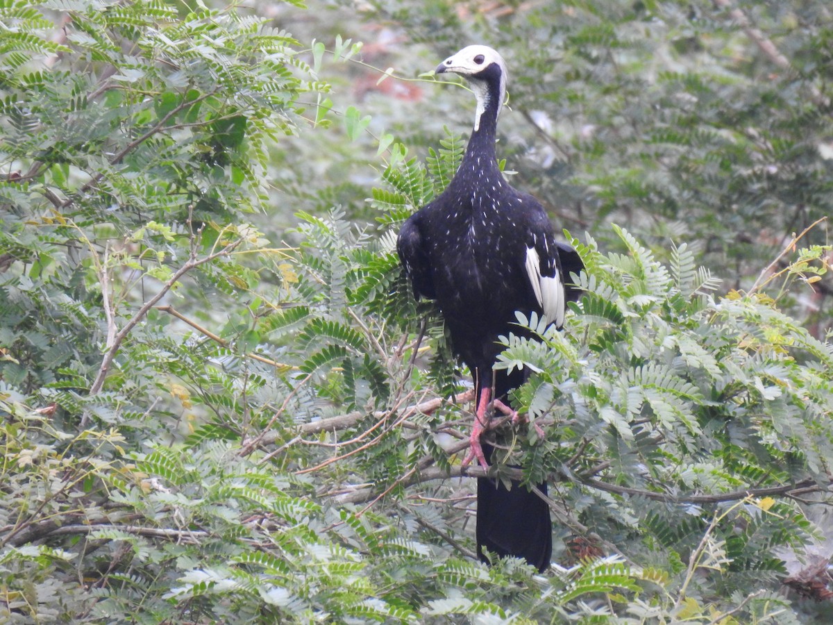 Blue-throated/White-throated Piping-Guan - ML622110241