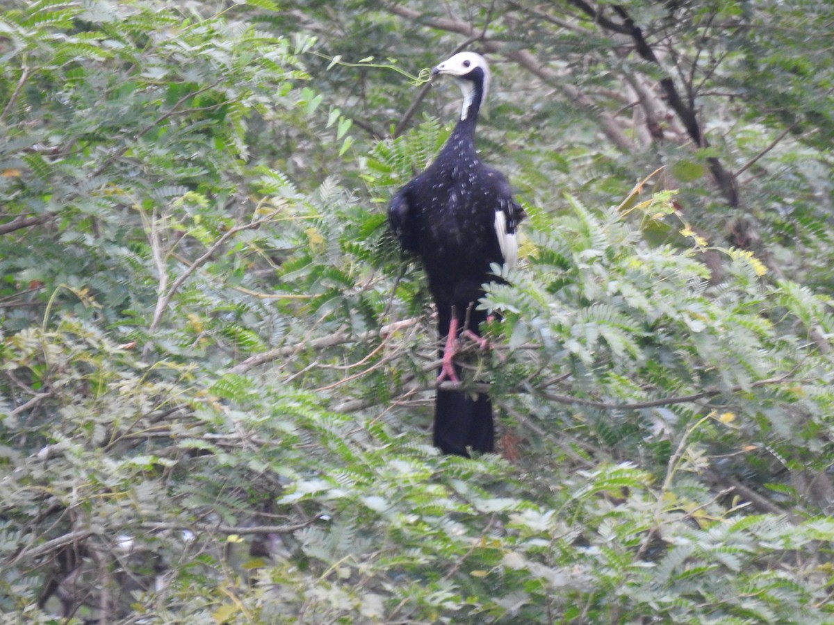 Blue-throated/White-throated Piping-Guan - ML622110248