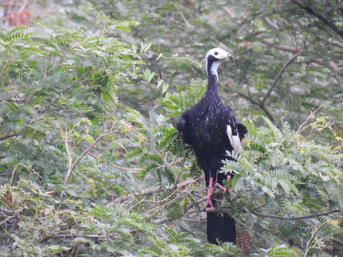 Blue-throated/White-throated Piping-Guan - ML622110250