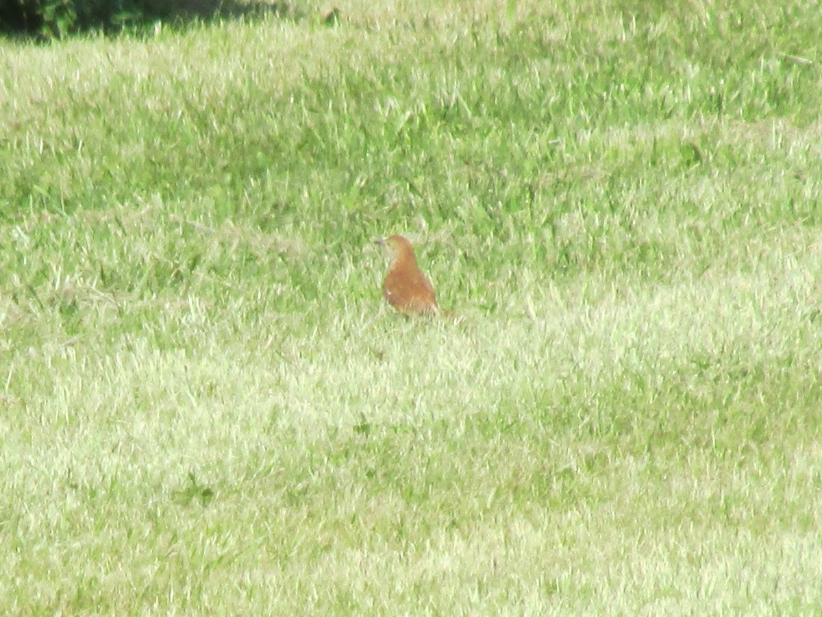 Brown Thrasher - ML62211031