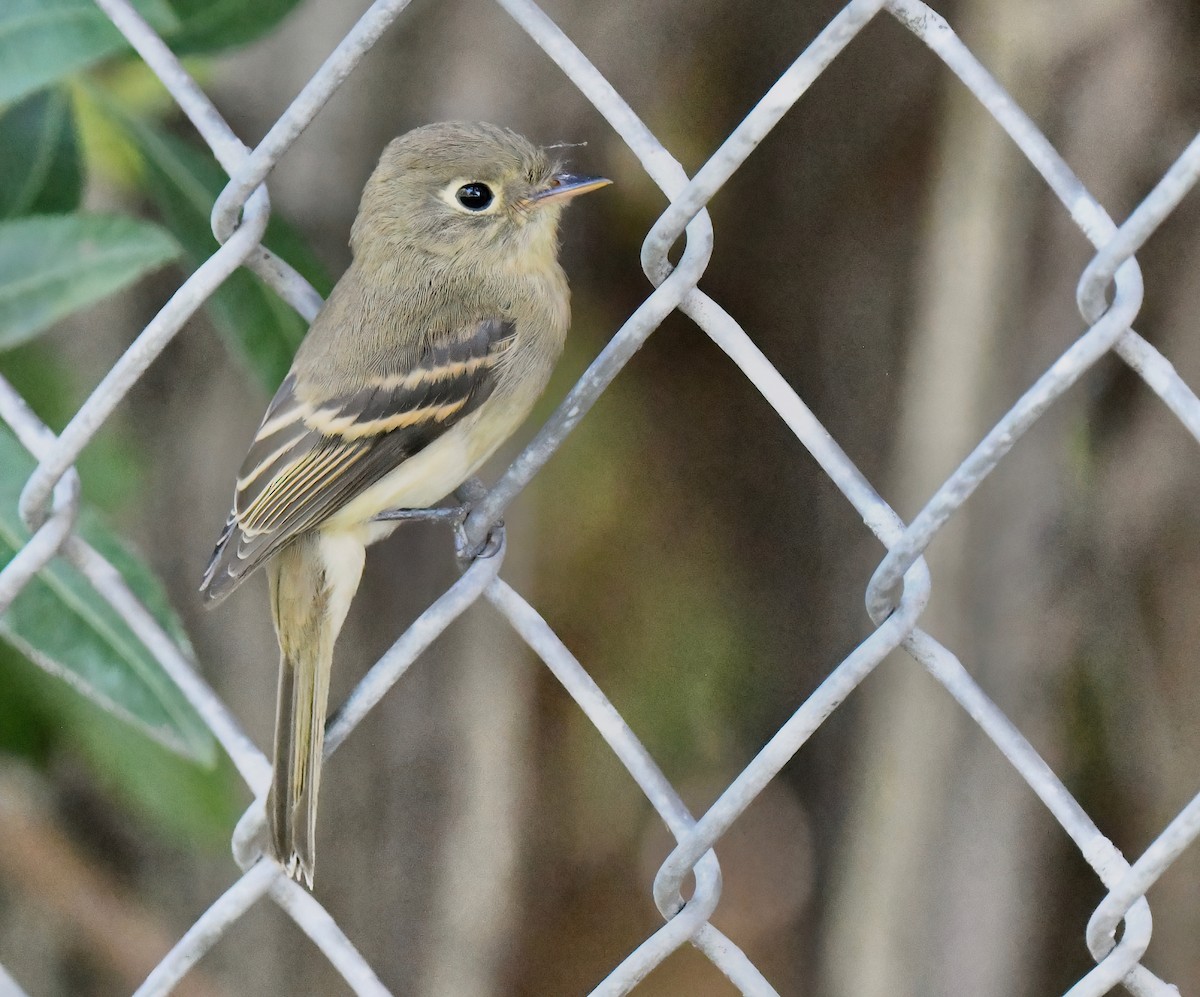 Western Flycatcher - Barbara Wise