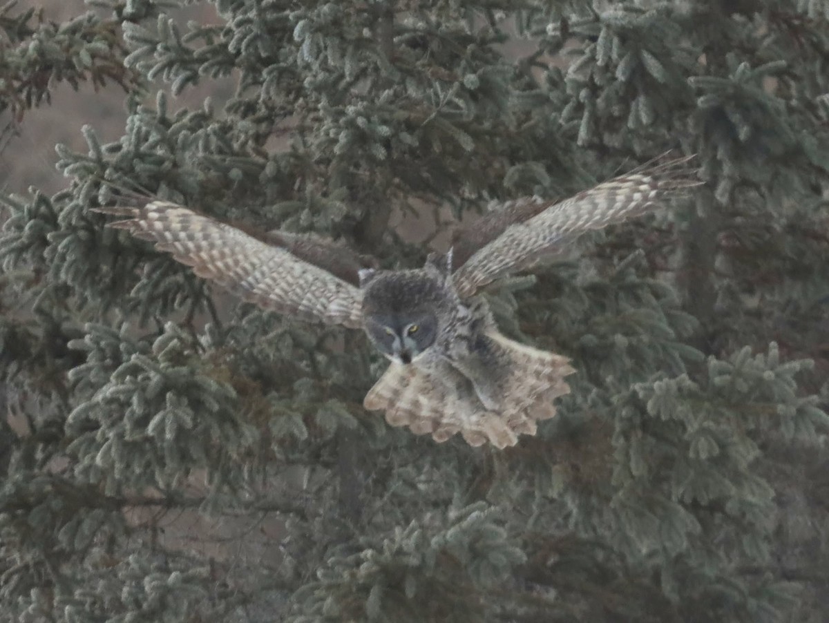 Great Gray Owl - ML622110334