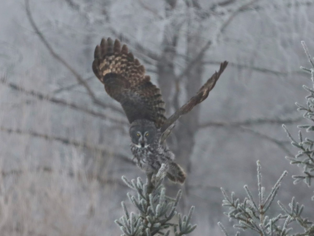 Great Gray Owl - ML622110336