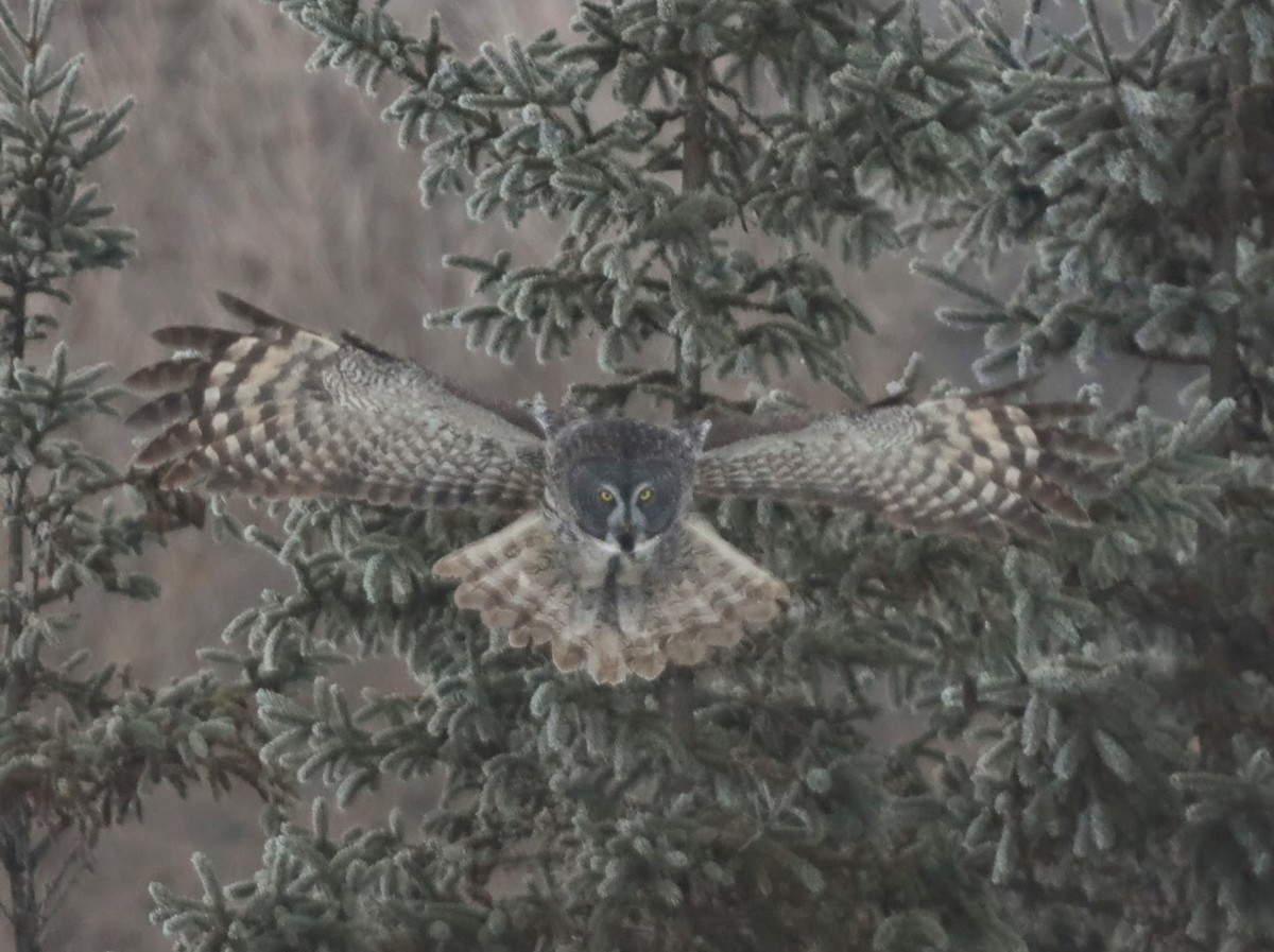 Great Gray Owl - ML622110337