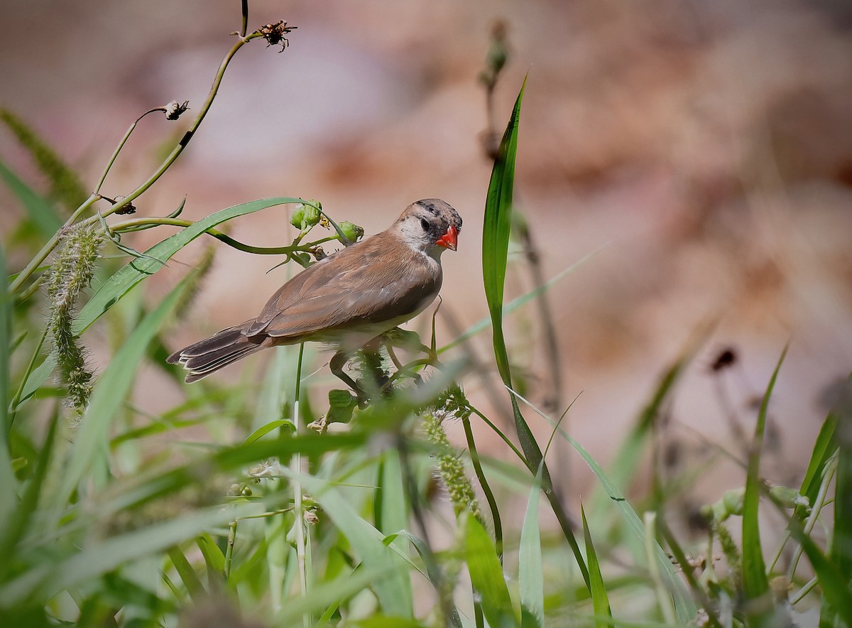 Pin-tailed Whydah - ML622110340