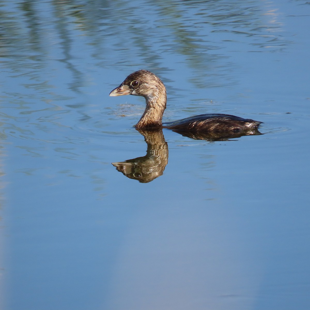 Pied-billed Grebe - ML622110341