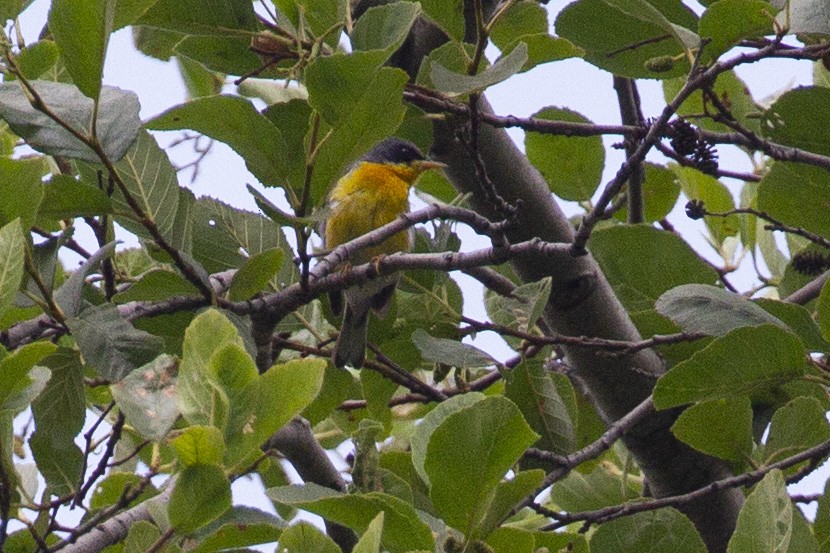 Parula Pitiayumí - ML622110345