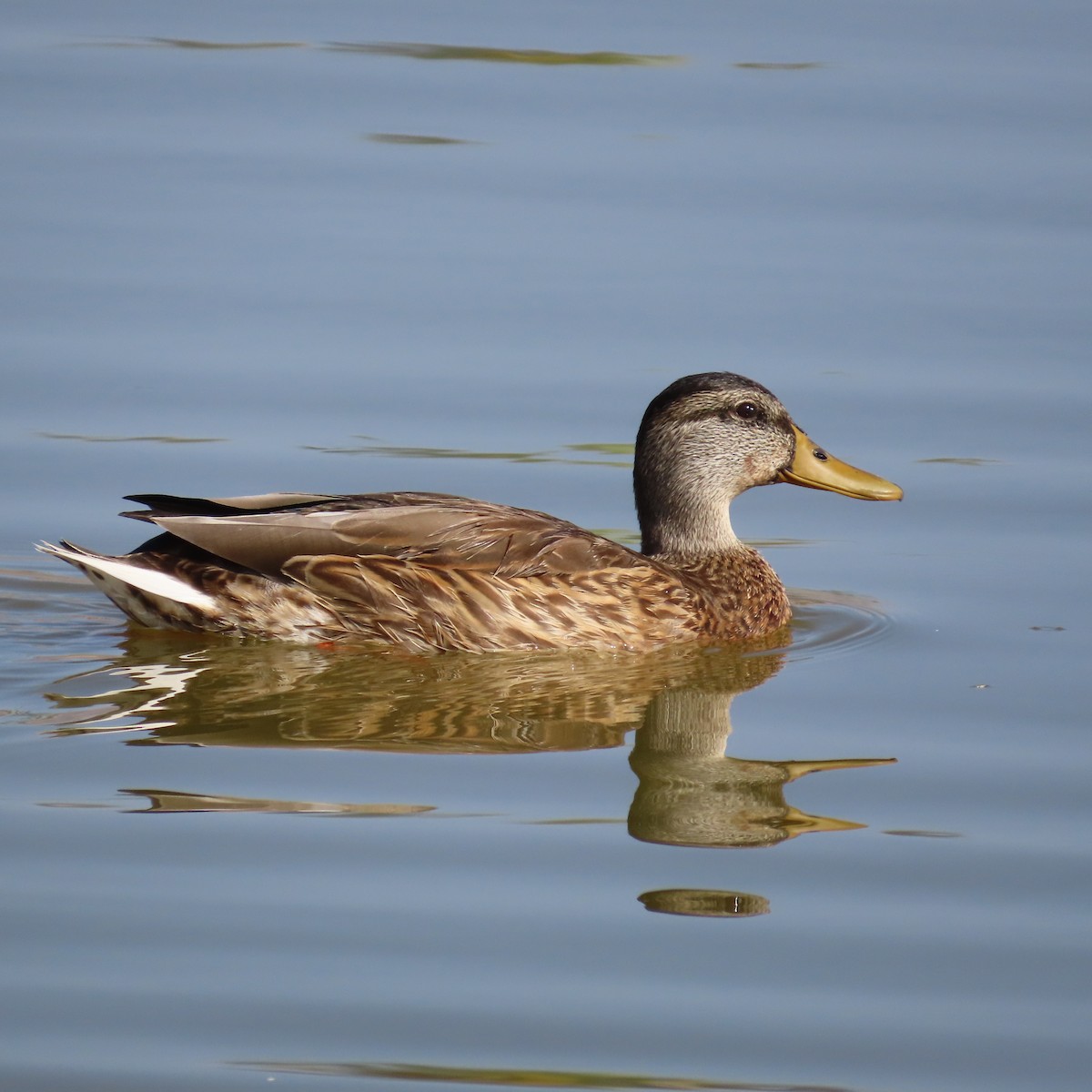 Canard colvert - ML622110348