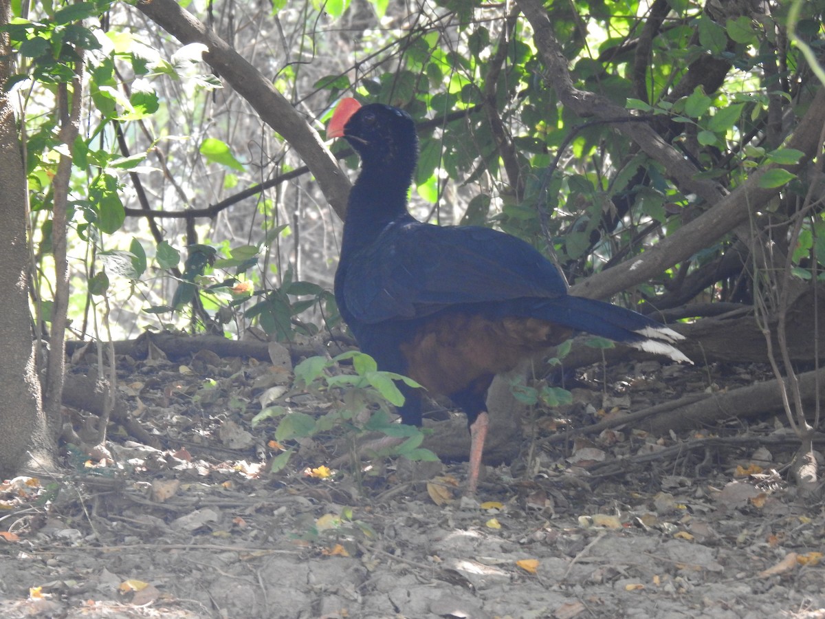 Razor-billed Curassow - Justin Harris