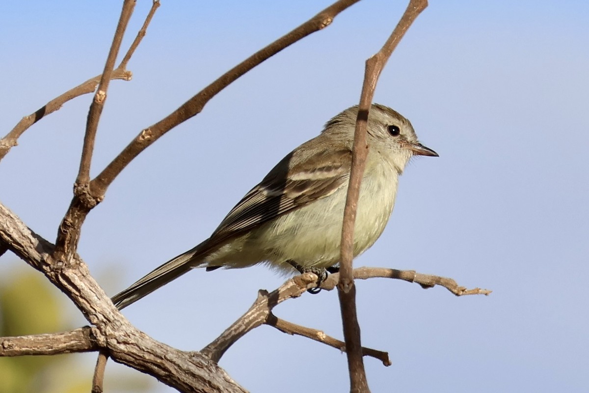 Güneyli Fare Rengi Tiranulet - ML622110354