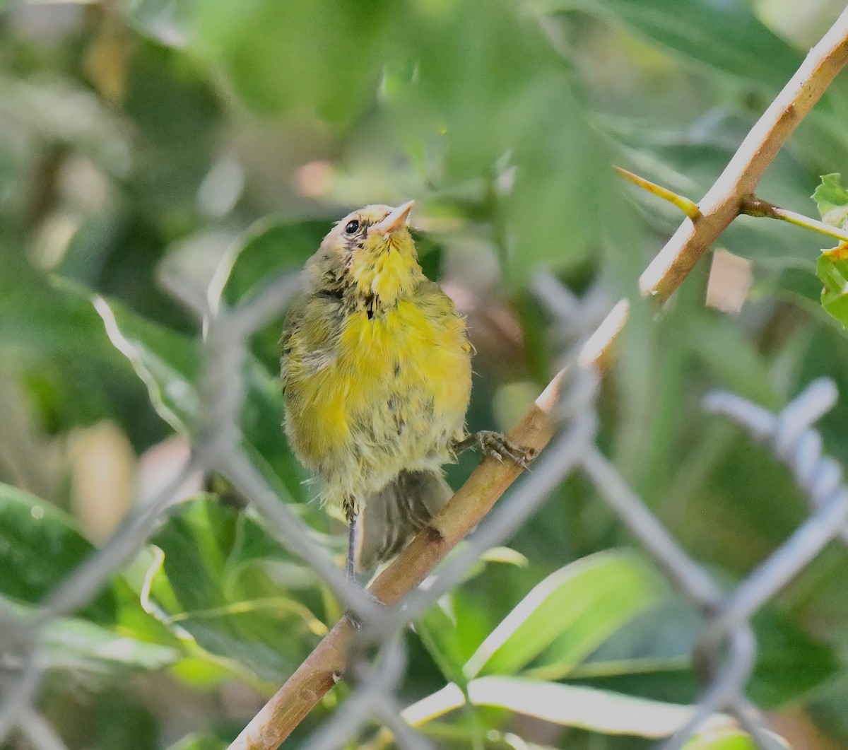 Common Yellowthroat - ML622110356