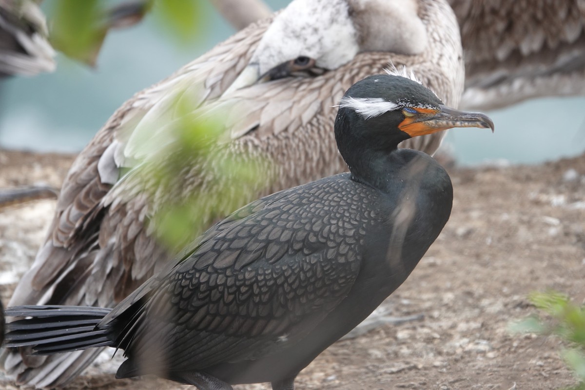 Cormoran à aigrettes - ML622110359