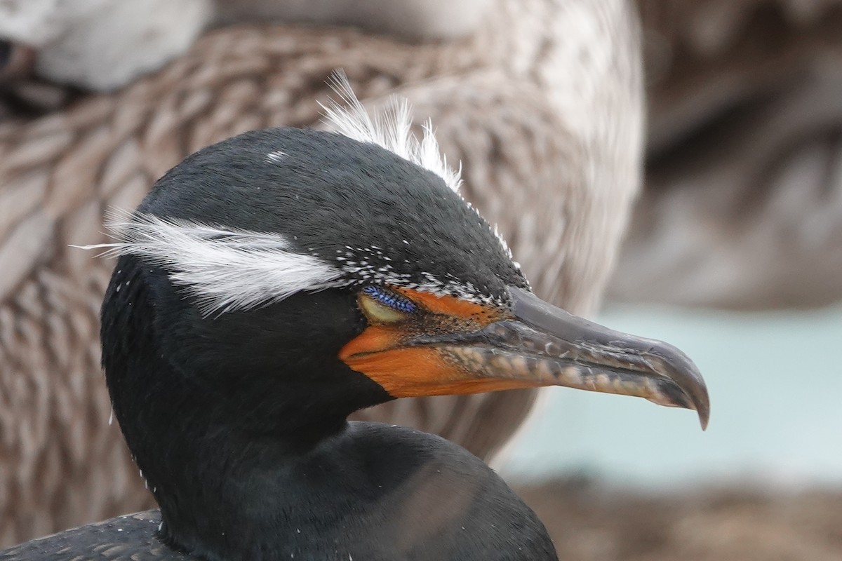 Cormoran à aigrettes - ML622110360